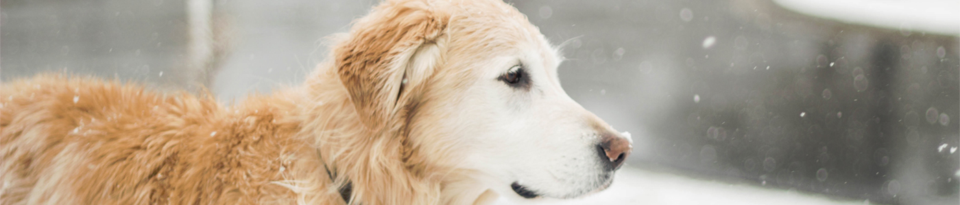Pet Cremation Services Cincinnati - B.J. Meyer Sons Funeral Home